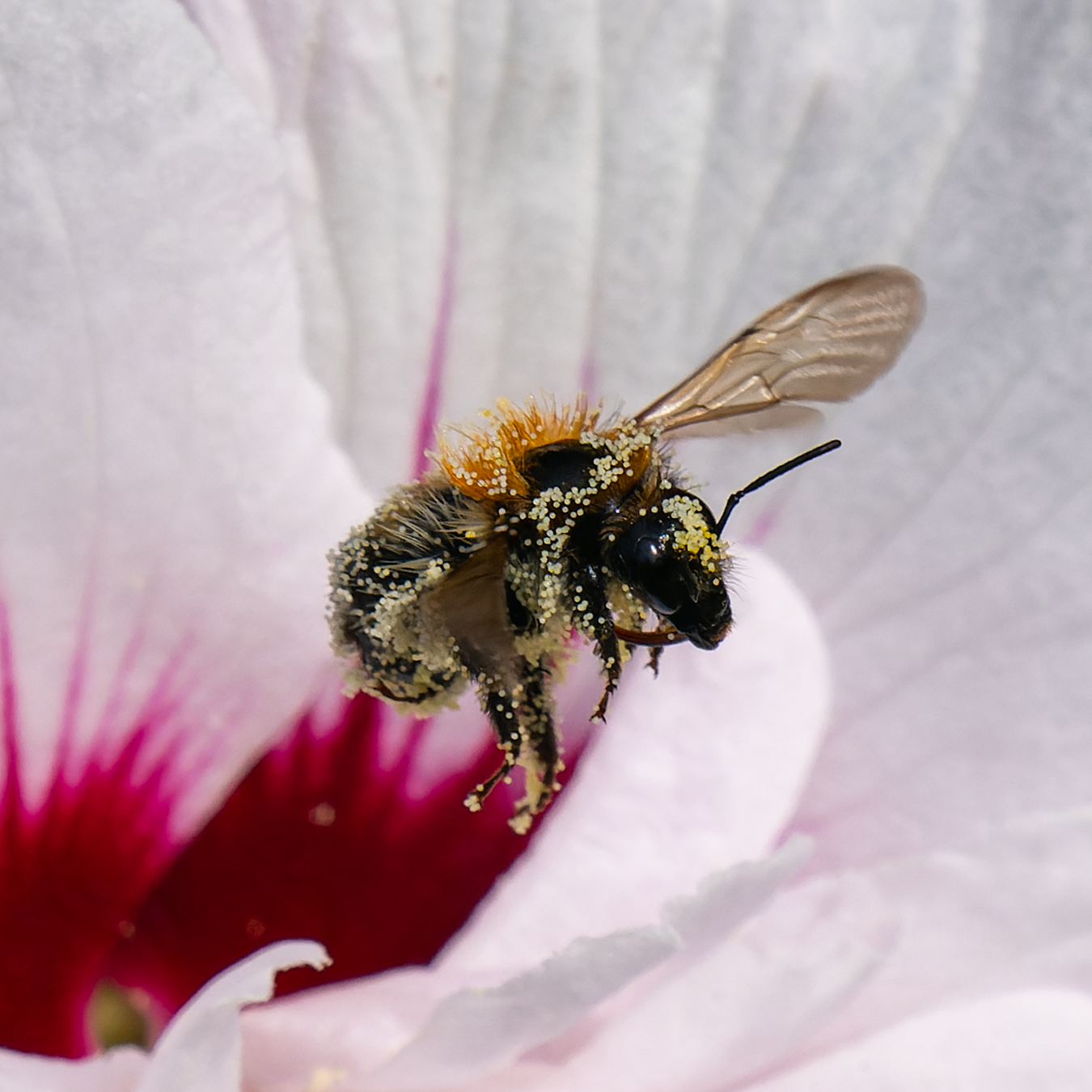 Hummel eine Königin